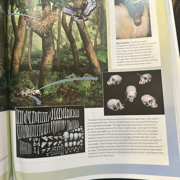 Essentials of Biological Anthropology 4th Ed. Clark Spencer Larsen - Picture 9 of 13